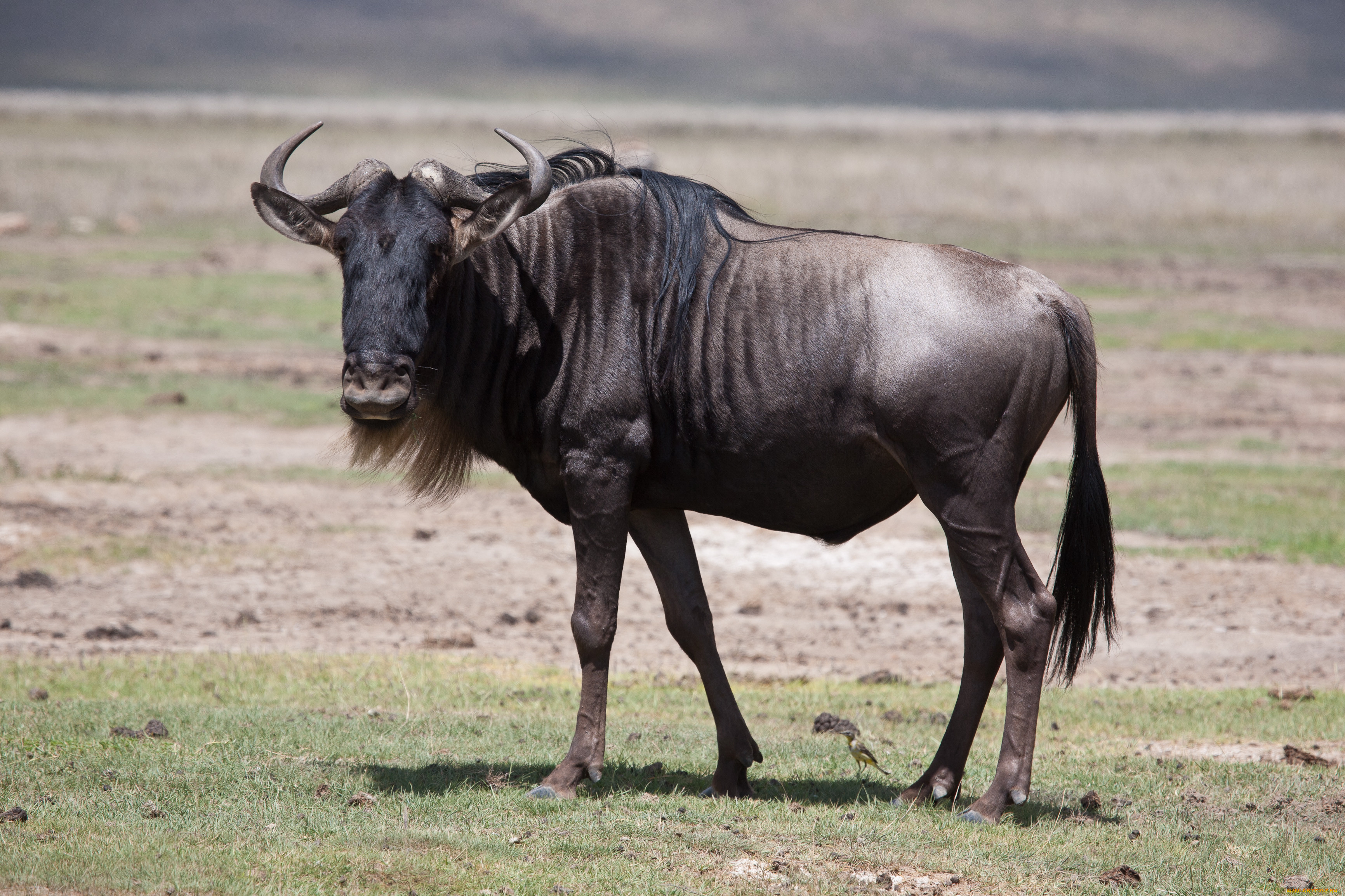 Большой гну. Антилопа гну. Животные саванны антилопа гну. Африканская антилопа гну. Голубая антилопа гну.